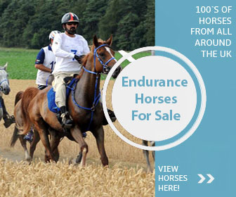 Endurance Horses For Sale